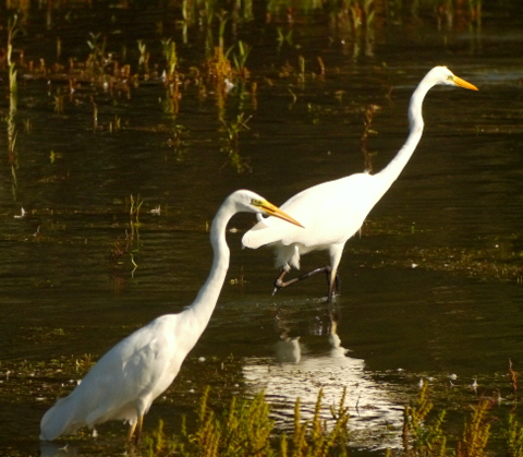 Great White Egret