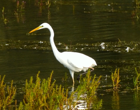 Great White Egret