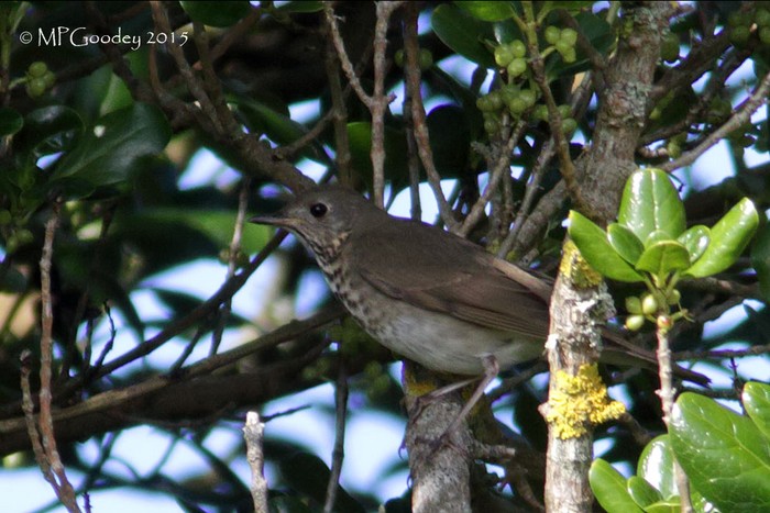 Grey-cheeked Thrush
