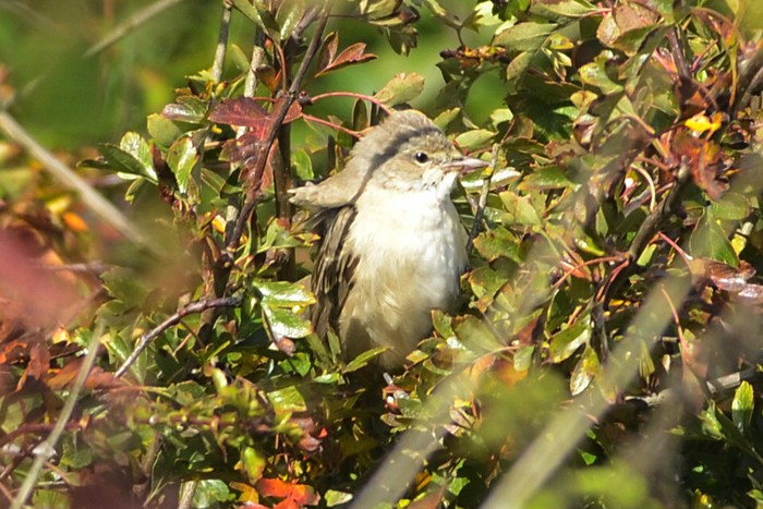 Barred Warbler