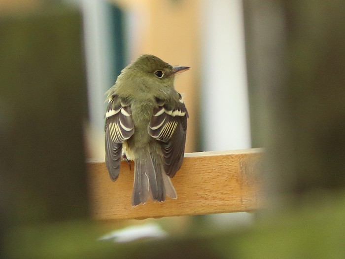 Acadian Flycatcher