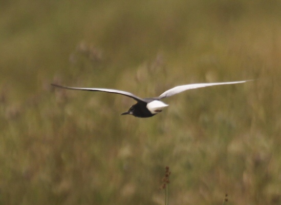 White-winged Black Tern