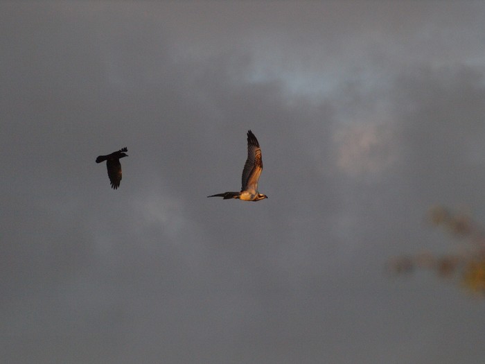 Osprey