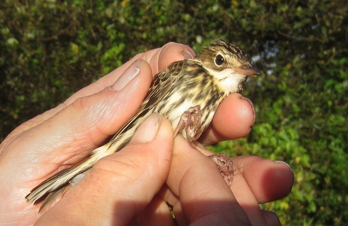 Pechora Pipit
