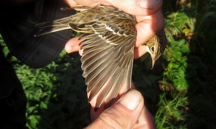 Pechora Pipit