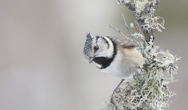 Crested Tit