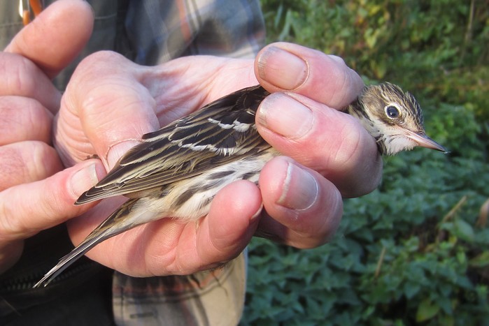 Pechora Pipit