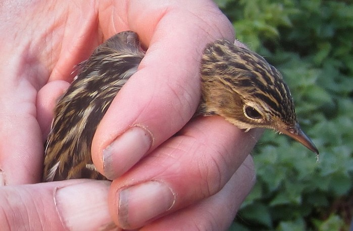 Pechora Pipit