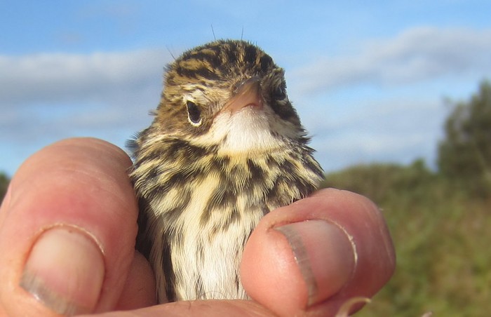 Pechora Pipit