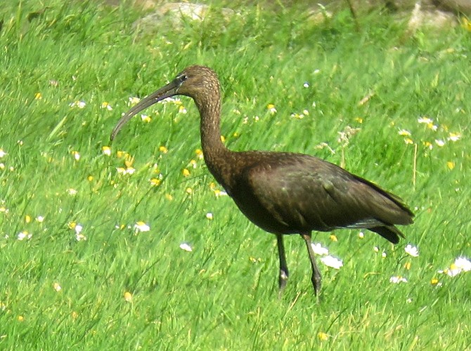 Glossy Ibis