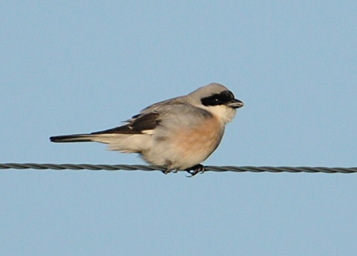 Lesser Grey Shrike