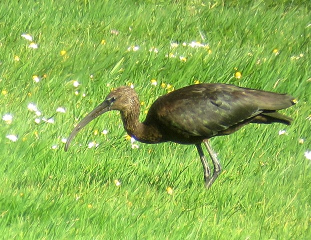 Glossy Ibis