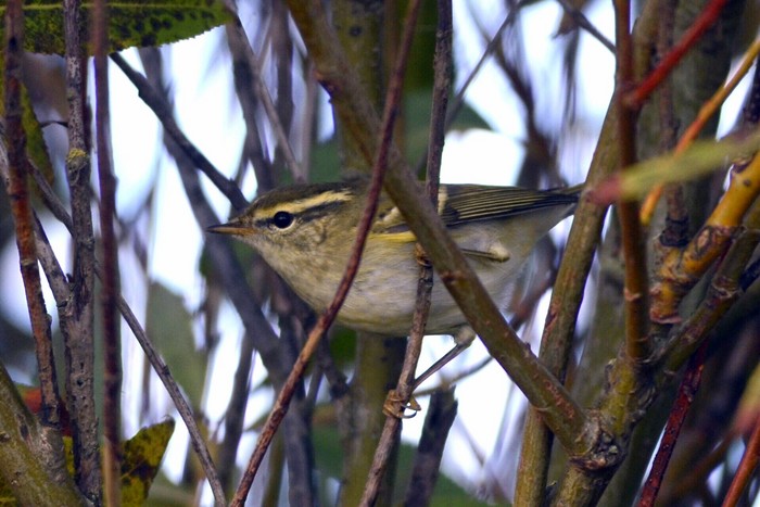 Yellow-browed Warbler