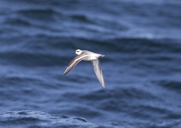 Grey Phalarope