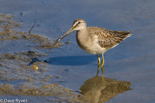 Long-billed Dowitcher