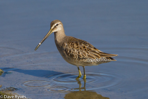 Long-billed Dowitcher