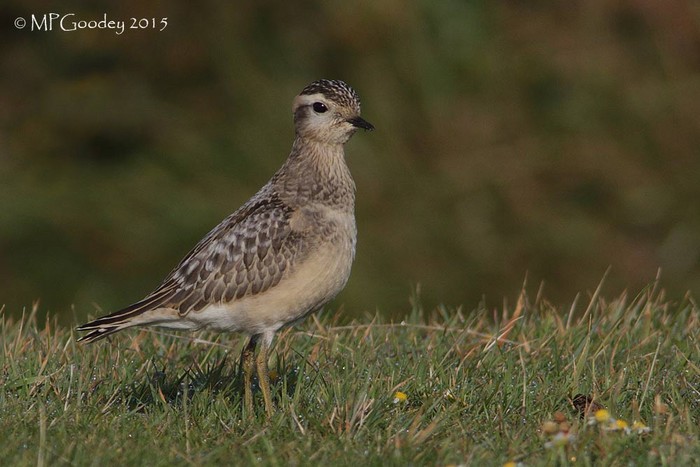 Dotterel