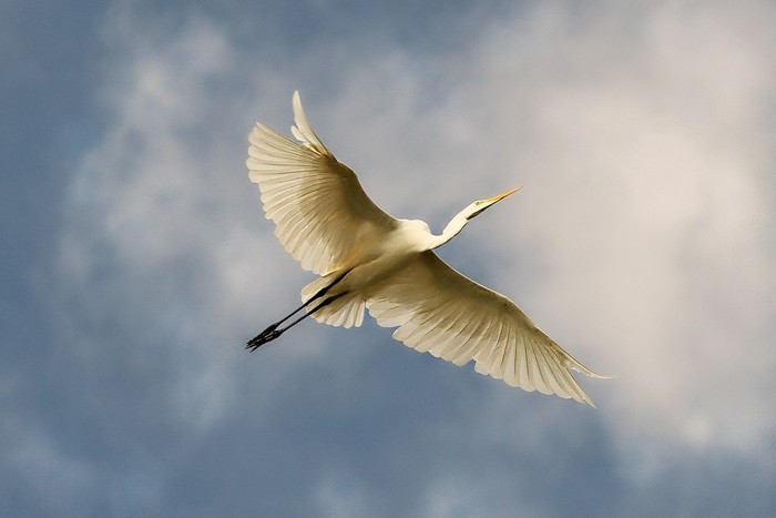 Great White Egret