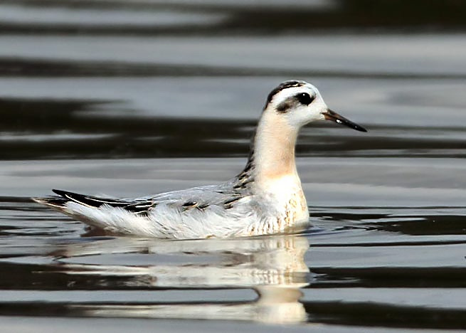 Grey Phalarope