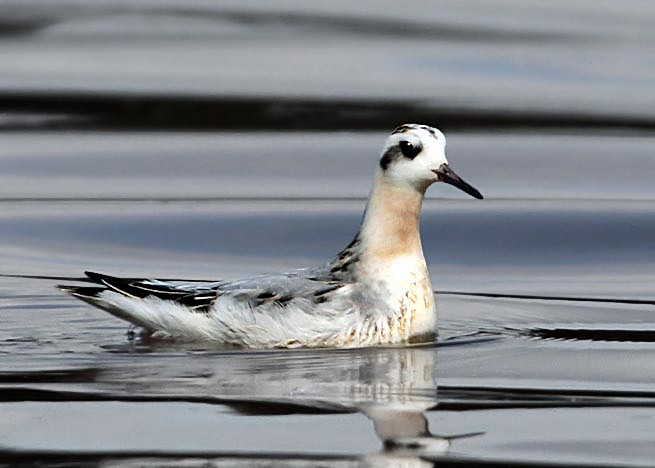 Grey Phalarope