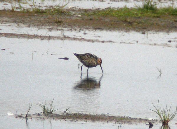 Stilt Sandpiper