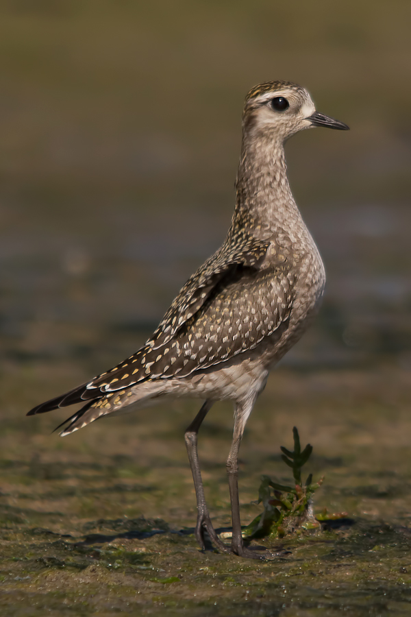 American Golden Plover