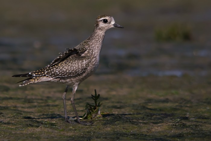 American Golden Plover