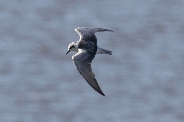 White-winged Black Tern