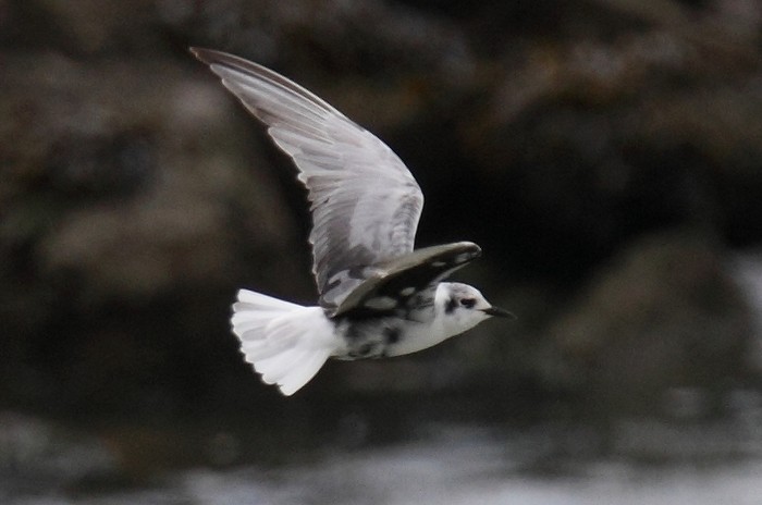 White-winged Black Tern