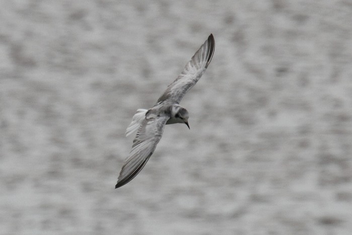 White-winged Black Tern
