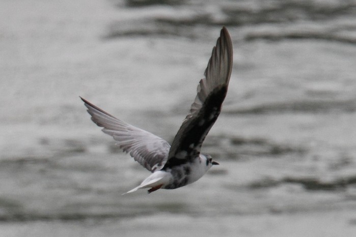 White-winged Black Tern