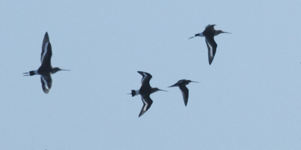 Long-billed Dowitcher