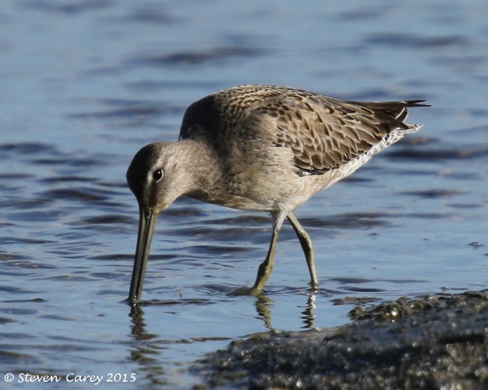 Long-billed Dowitcher