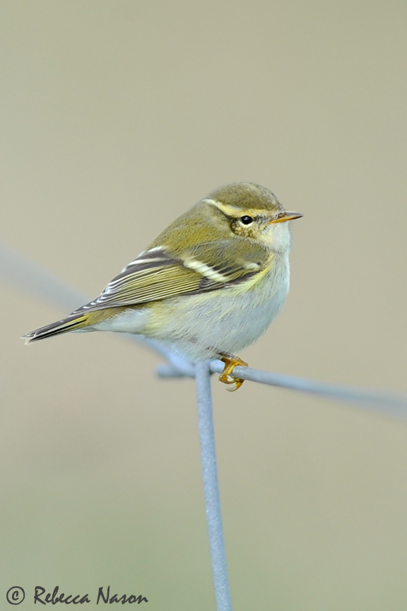 Yellow-browed Warbler