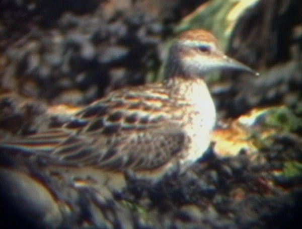 Sharp-tailed Sandpiper
