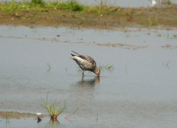 Stilt Sandpiper