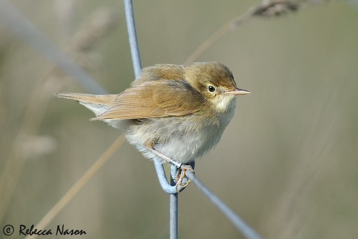 Blyth's Reed Warbler