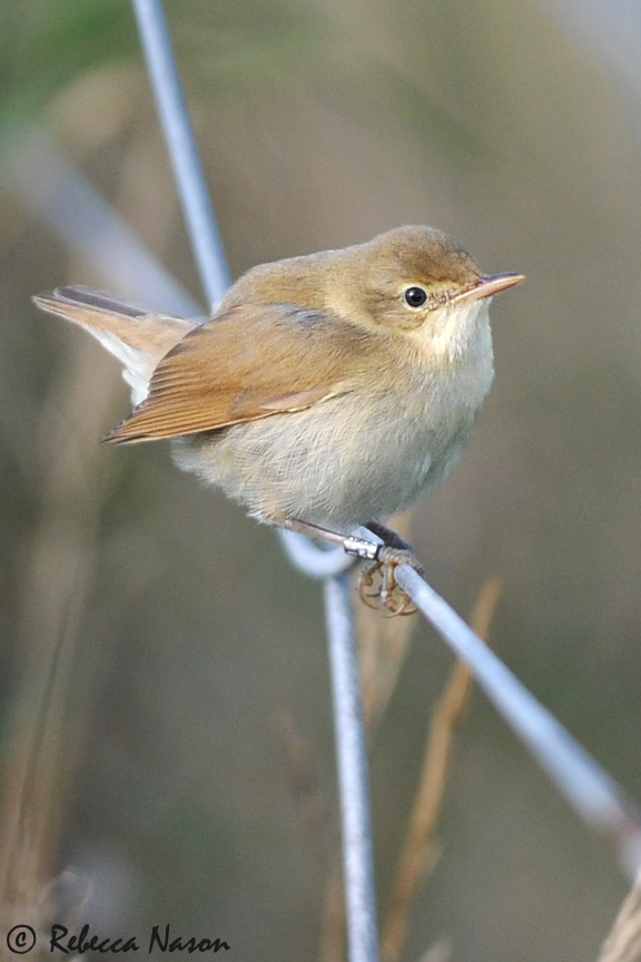 Blyth's Reed Warbler