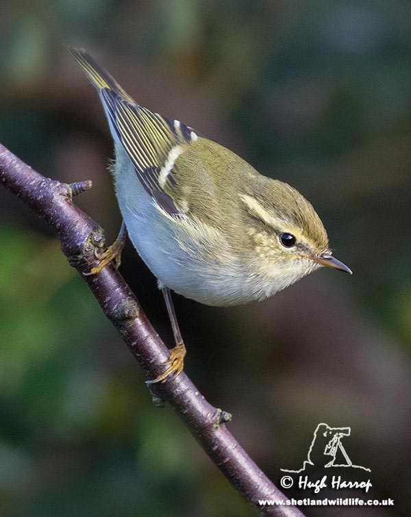 Yellow-browed Warbler