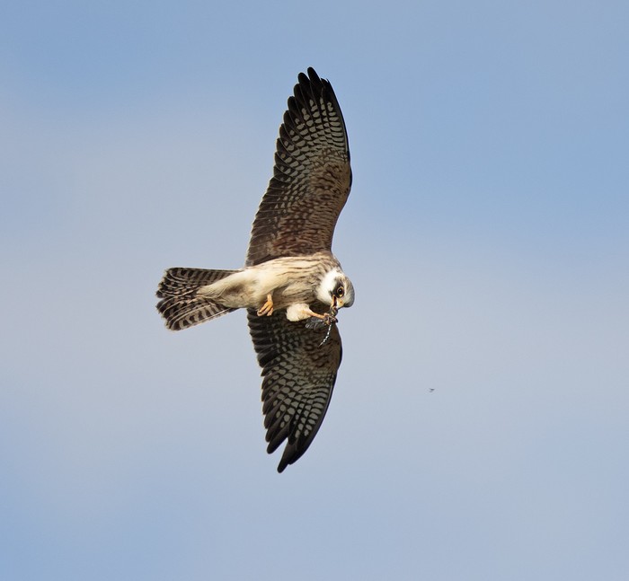 Red-footed Falcon