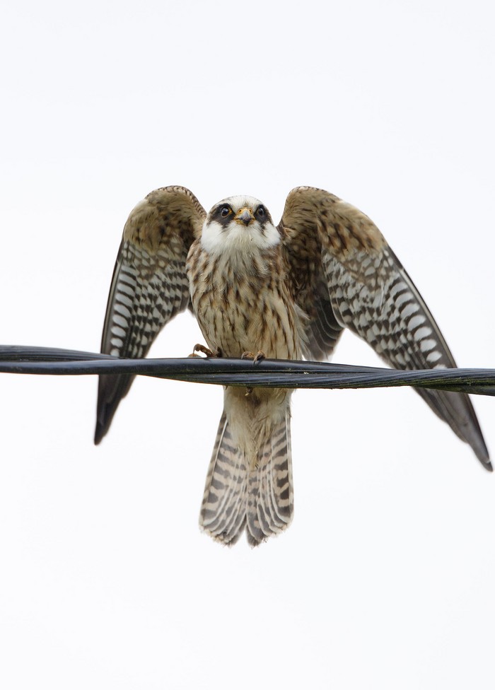 Red-footed Falcon