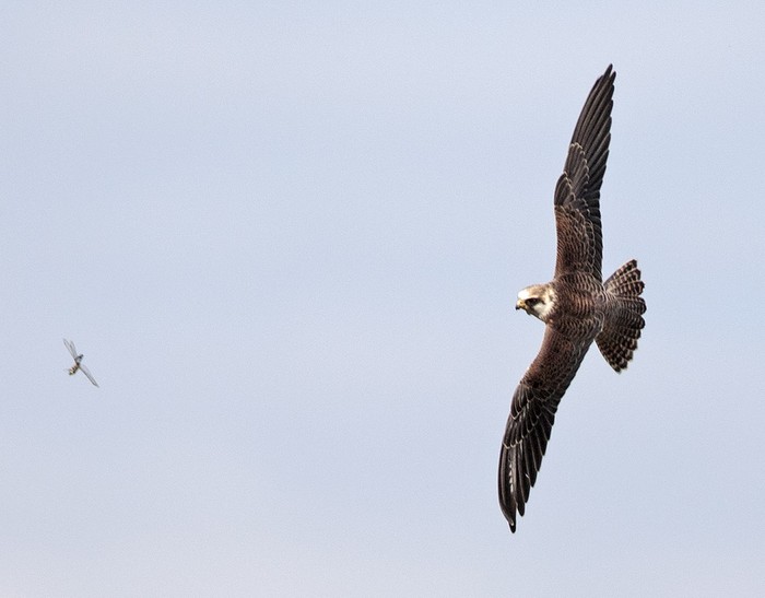 Red-footed Falcon