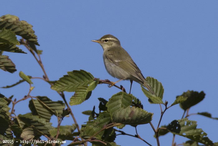 Arctic Warbler