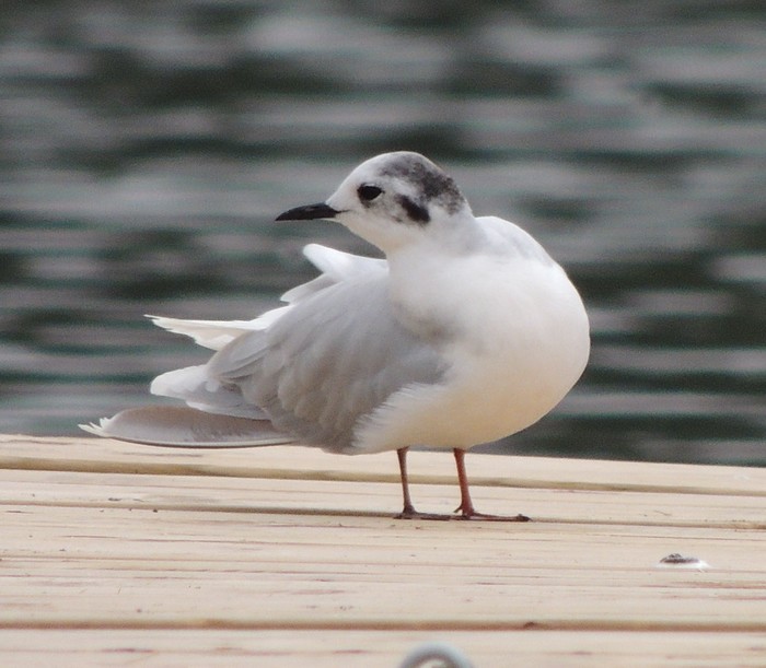 Little Gull