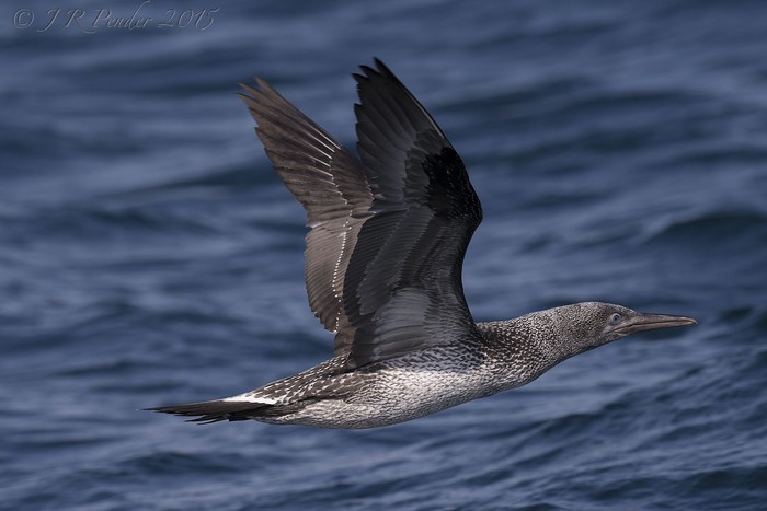 Gannet