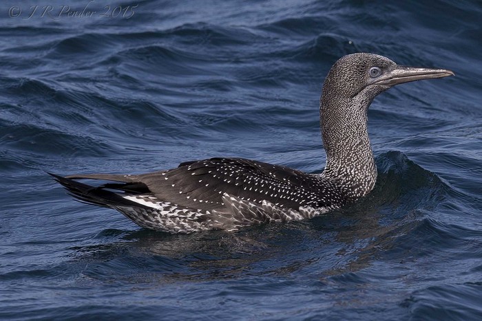 Gannet