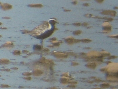 Pacific Golden Plover