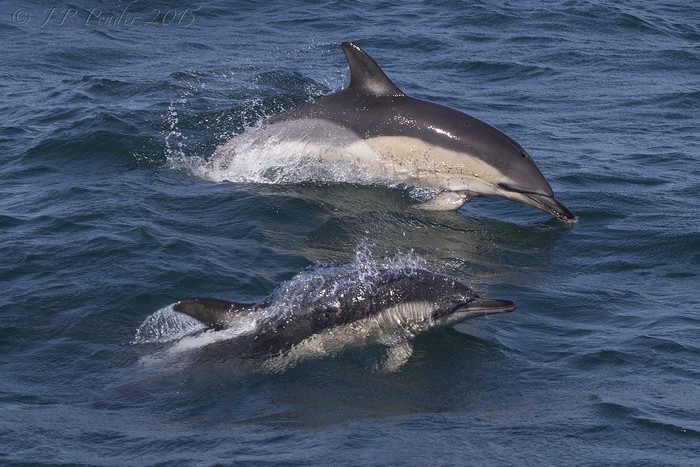 Common Dolphin