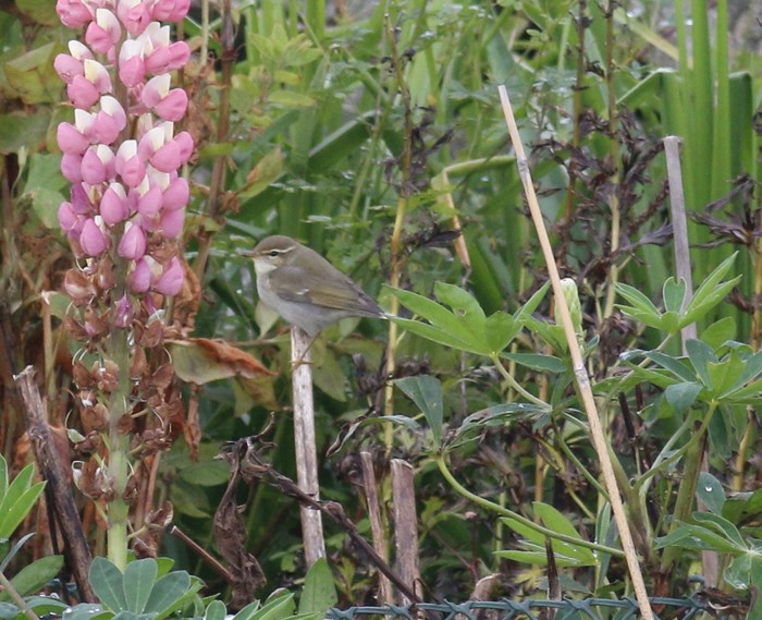 Arctic Warbler