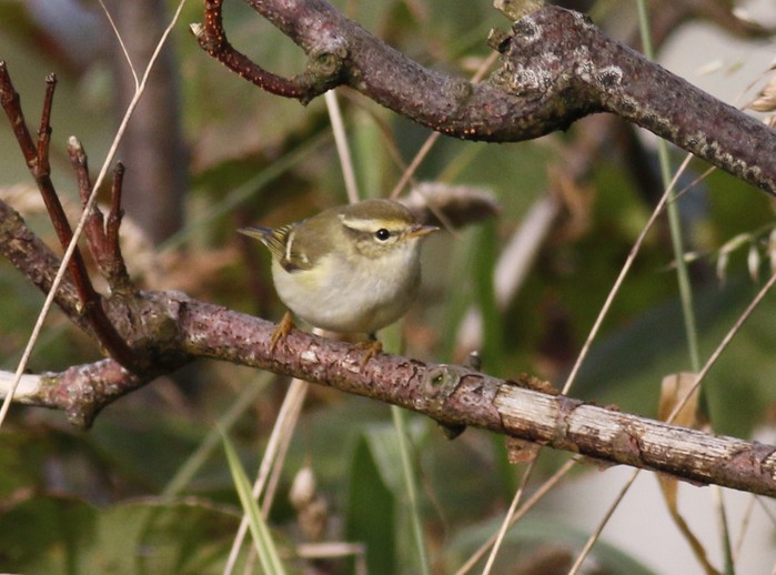 Yellow-browed Warbler